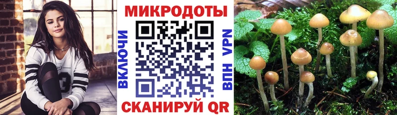 Галлюциногенные грибы Psilocybe  Ковдор 